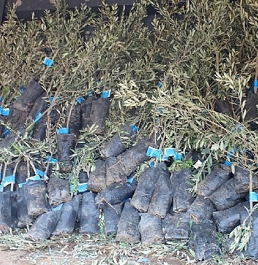19-ilcede-2-bin-ureticiye-40-bin-zeytin-fidani-dagitilacak-MtIXFcFM.jpg