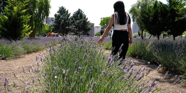 kecioren-lavanta-ve-gul-bahcesi-ziyaretcileri-mest-ediyor-8WcfYVnN.jpg