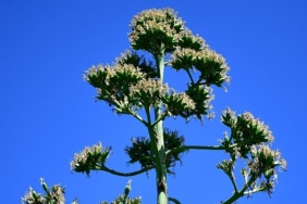 unesco-listesindeki-agave-bitkisi-beylikduzunde-cicek-acti-g66IxDFD.jpg